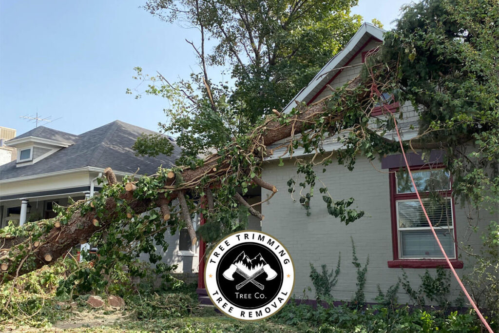 How To Protect Your Trees From High Winds Utah Tree Co