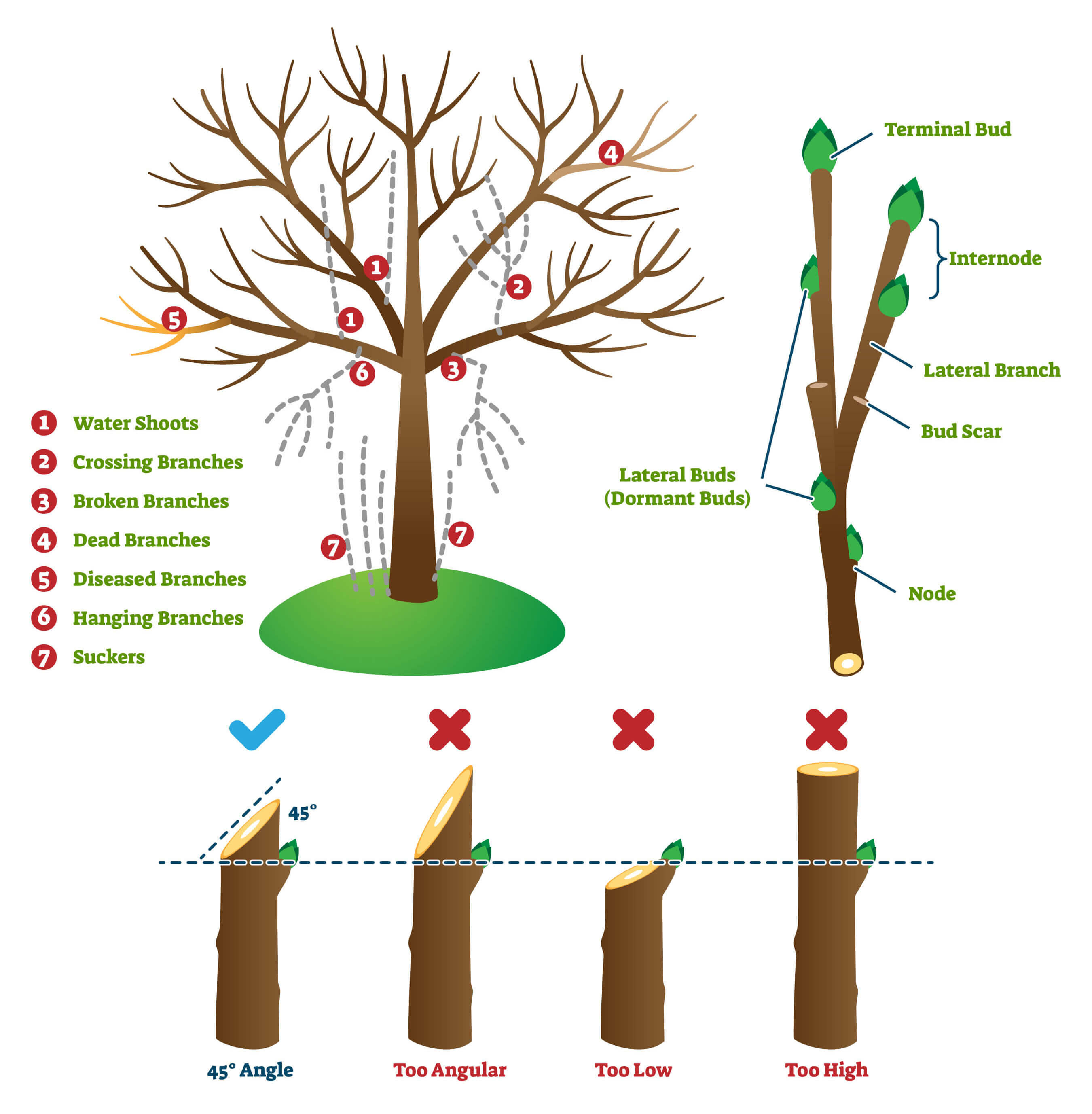 Landscape Tree Pruning Graphic