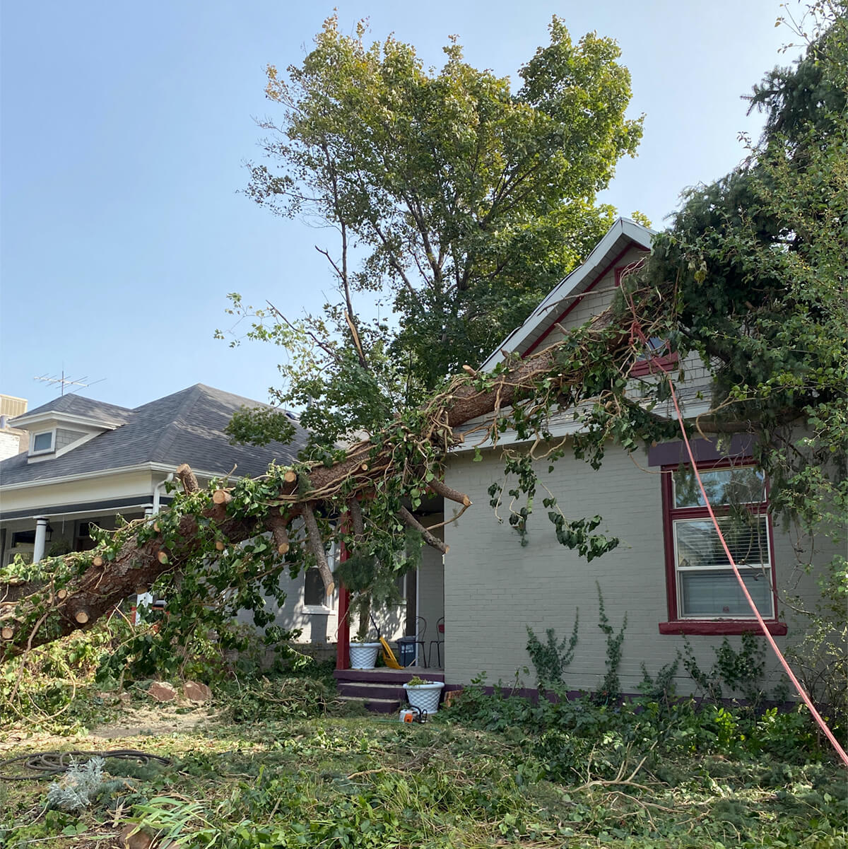 Tree Services in Utah County, Lehi, Provo, Spanish Fork – Utah Tree Co