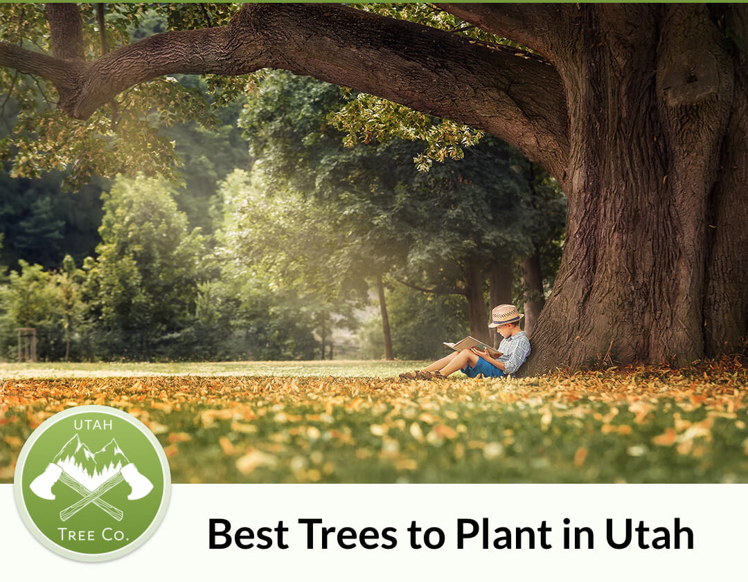 Best Trees to Plant in Utah – Tree Co