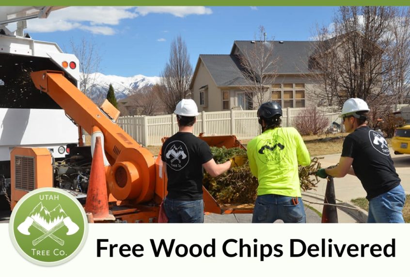 Free wood chips from Tree Co