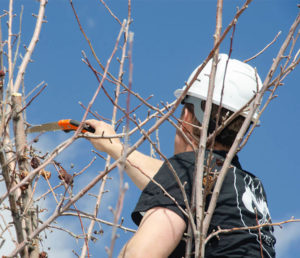 Utah Tree Trimming Safety Tips – Tree Co