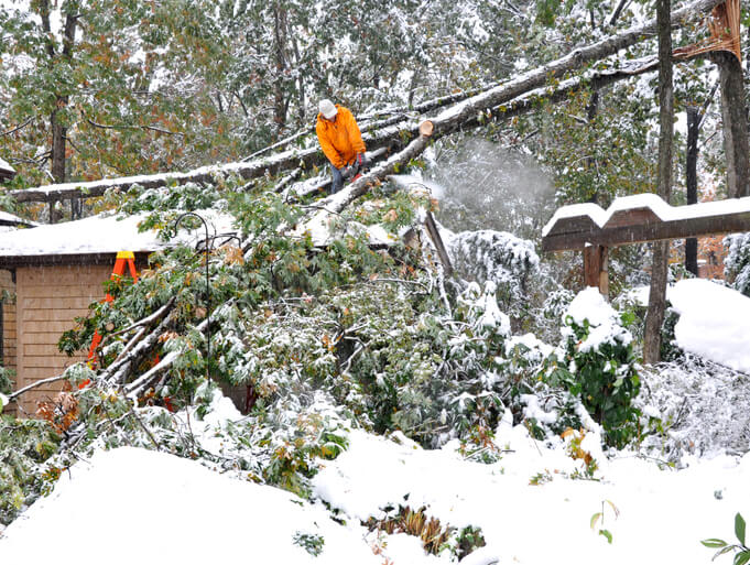 Prevent safety hazards with tree trimming in Utah.