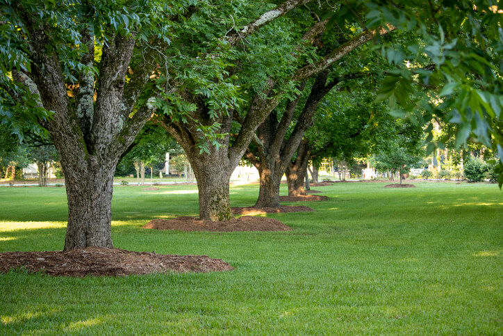 Importance of mulching trees in fall