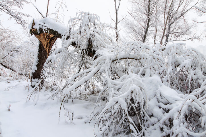 Featured image for “Tree Trimming Protect Property in Snowstorms”