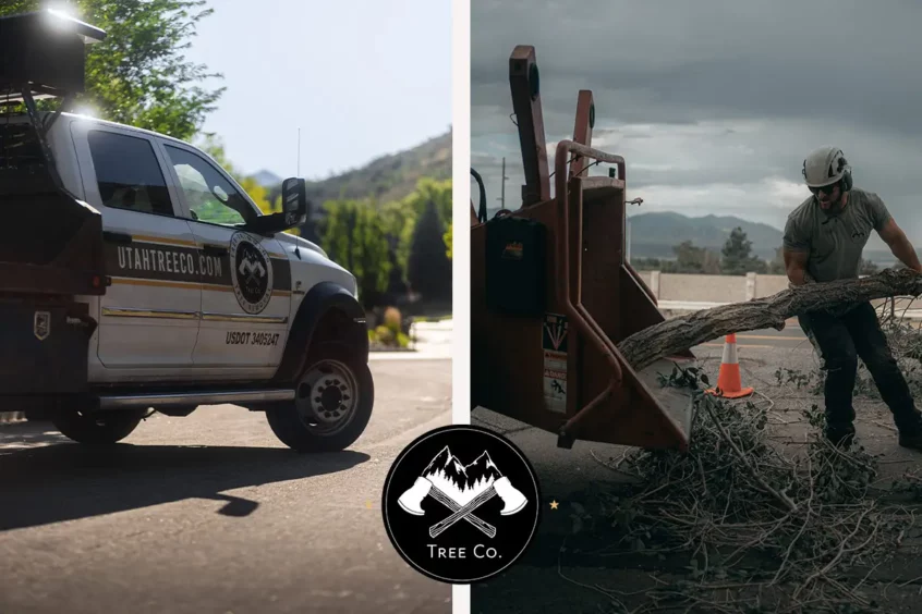 removing large trees in utah county