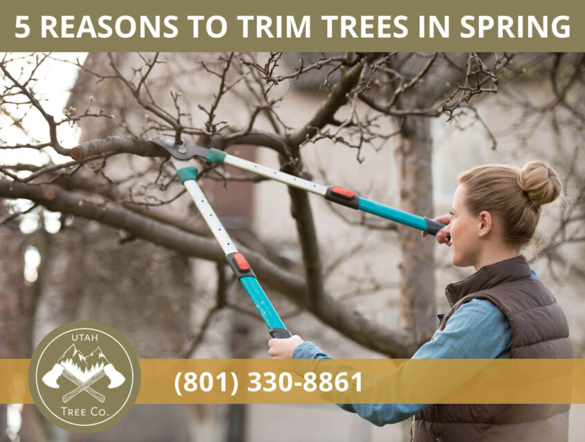Tree trimming spring
