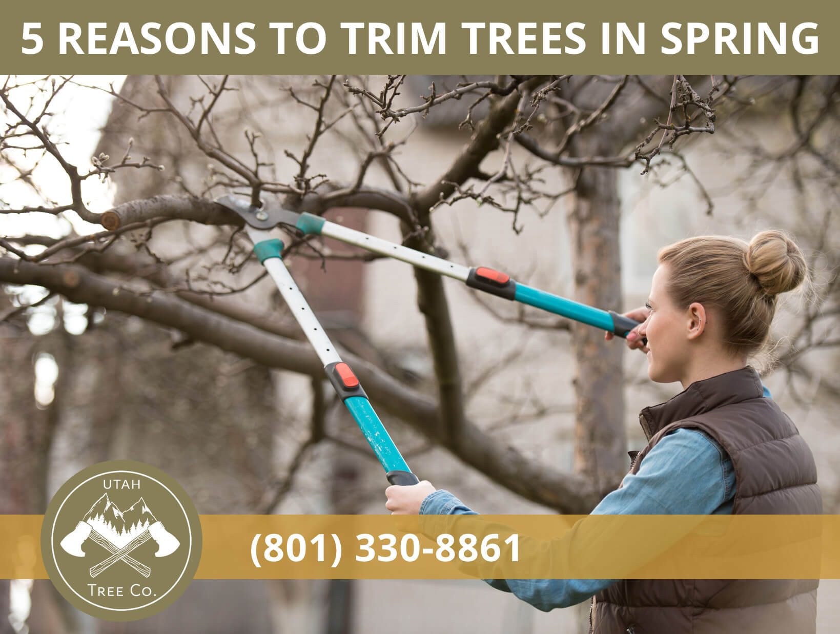 Featured image for “5 Reasons Why You Should Trim Your Trees in the Spring”