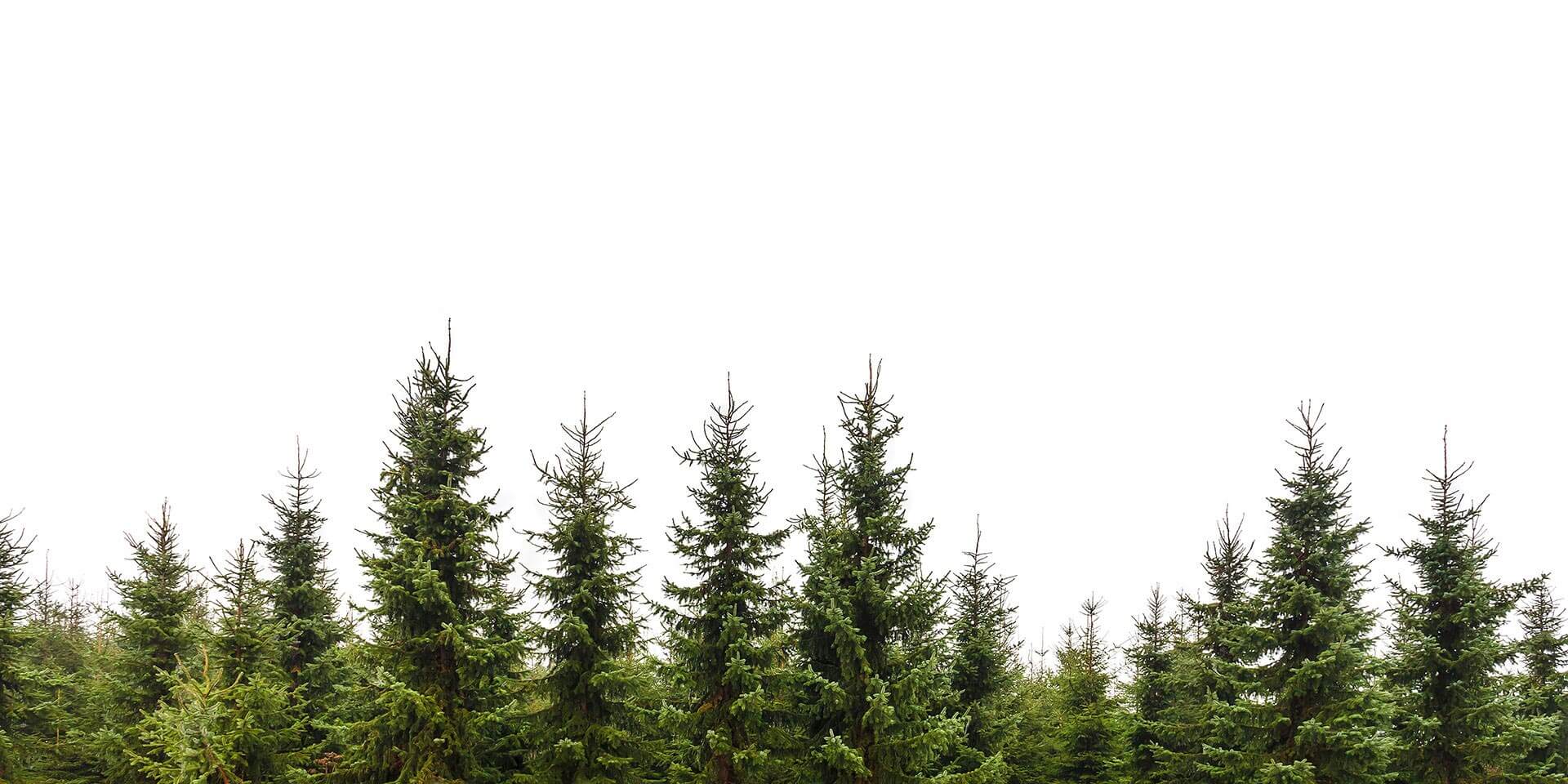 pine tree removal