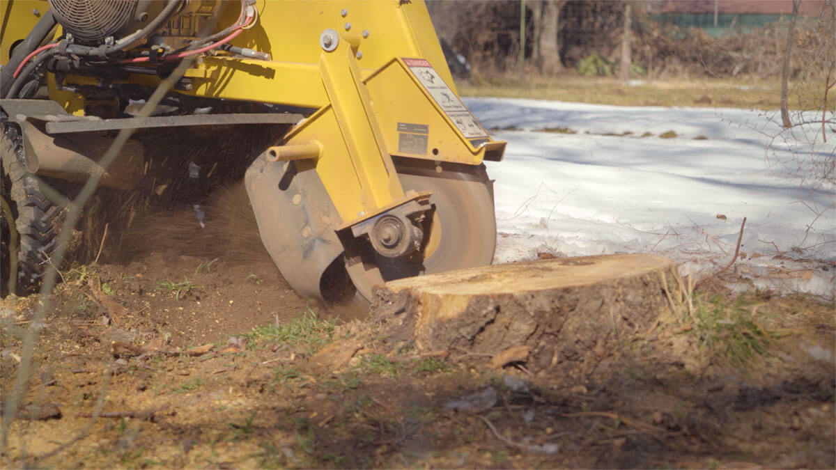 Featured image for “How Does Stump Grinding Work?”