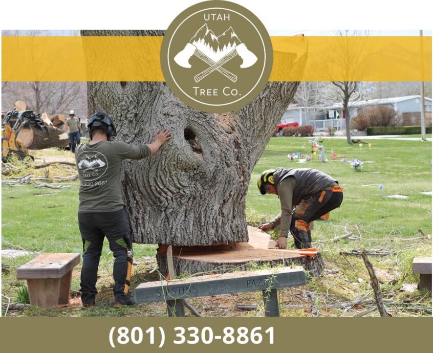 Tree Stump Removal Explained: Useful Tips, Techniques, and Methods