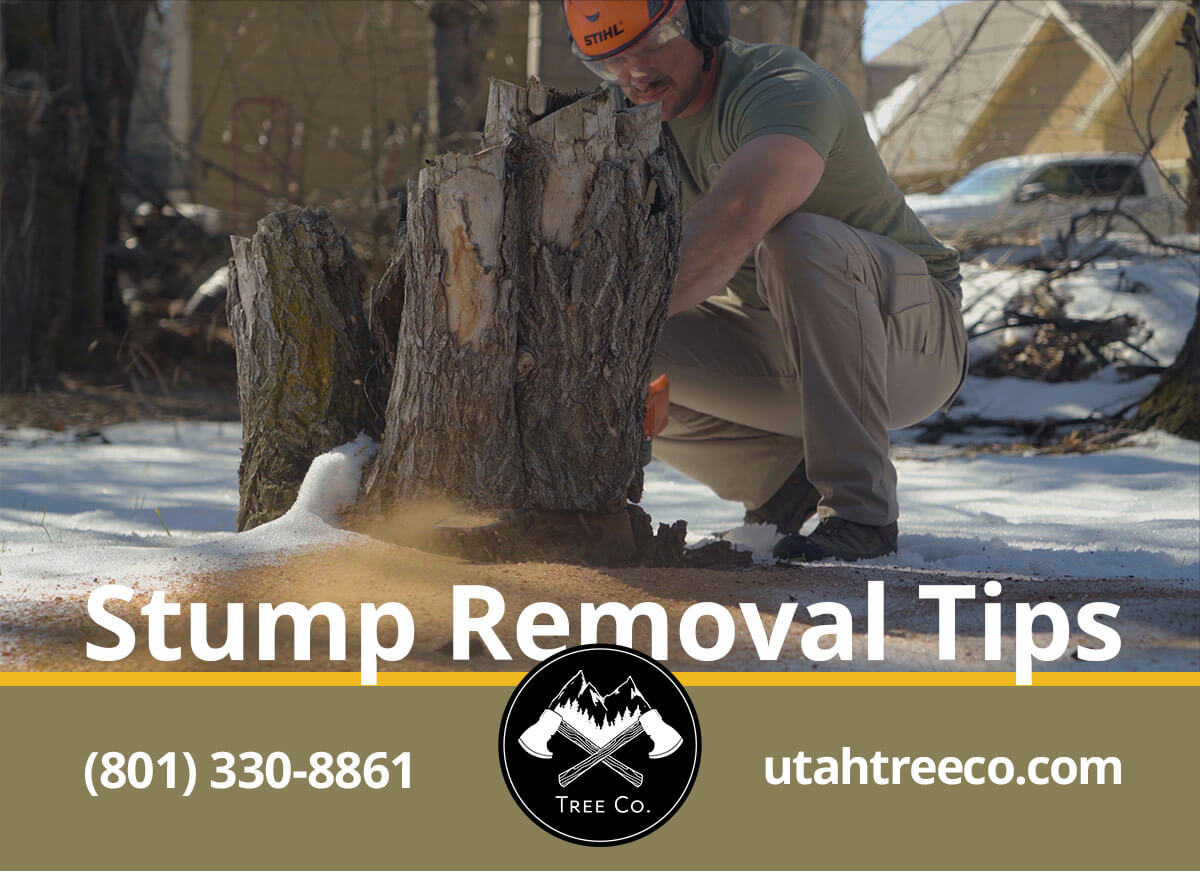 5 Tried and Tested Methods for Removing Tree Stumps – Tree Co