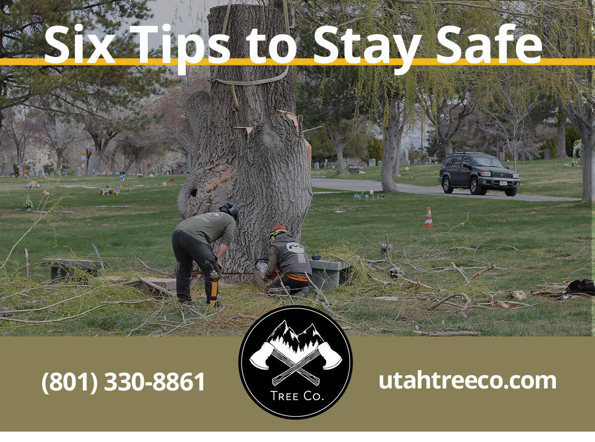 Featured image for “6 Tips for Protecting Your Property during Tree Removal”