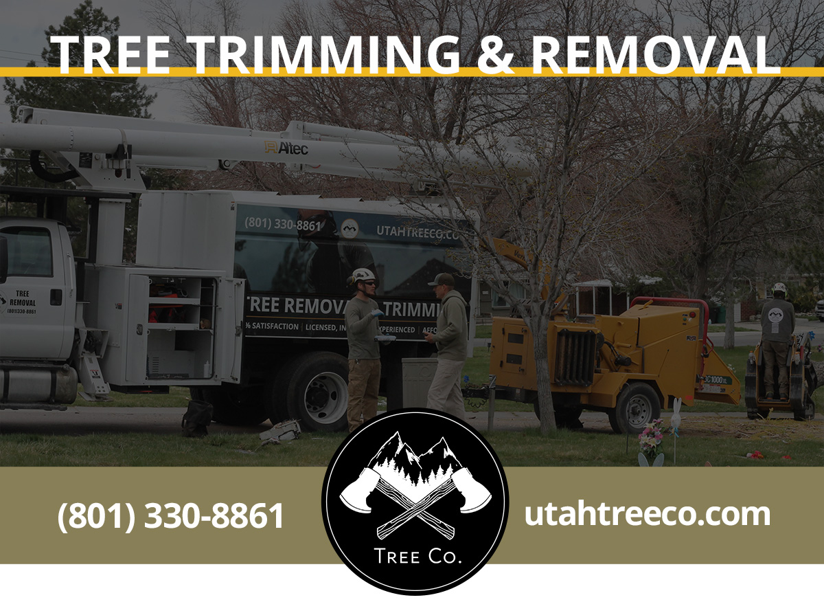 Featured image for “Tree Removal Services: 6 Ways Unwanted Trees Can Damage Your Property”