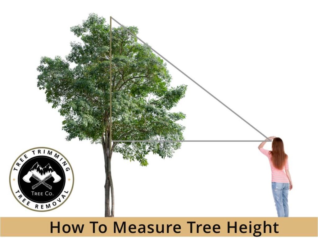 How to Measure the Height of Trees in Your Backyard? Utah Tree