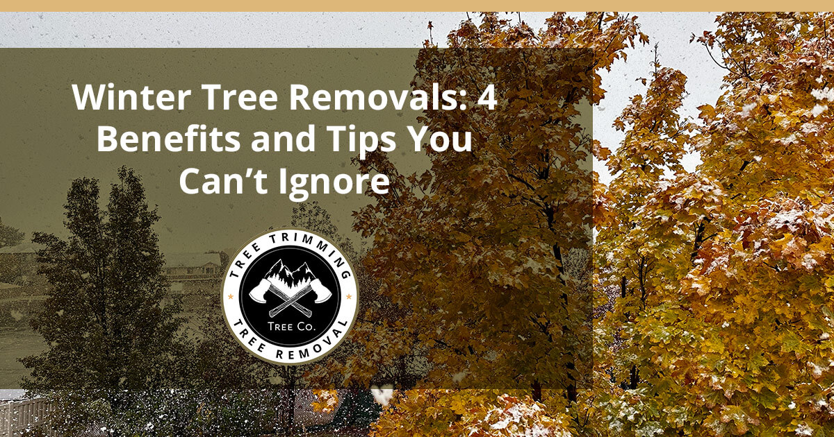 Featured image for “Winter Tree Removals: 4 Benefits and Tips You Can’t Ignore ”