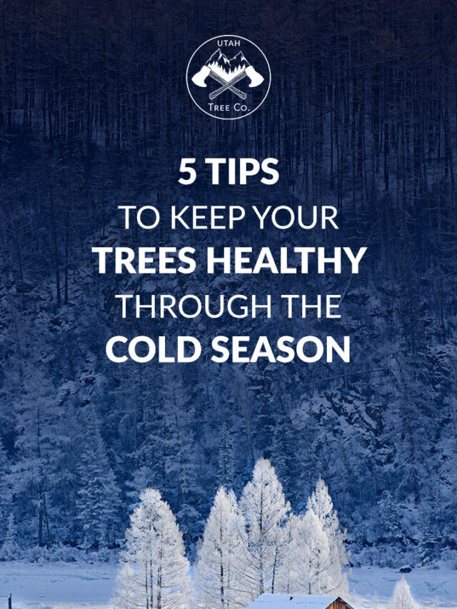 How to Keep Your Trees Healthy Through The Cold Season?