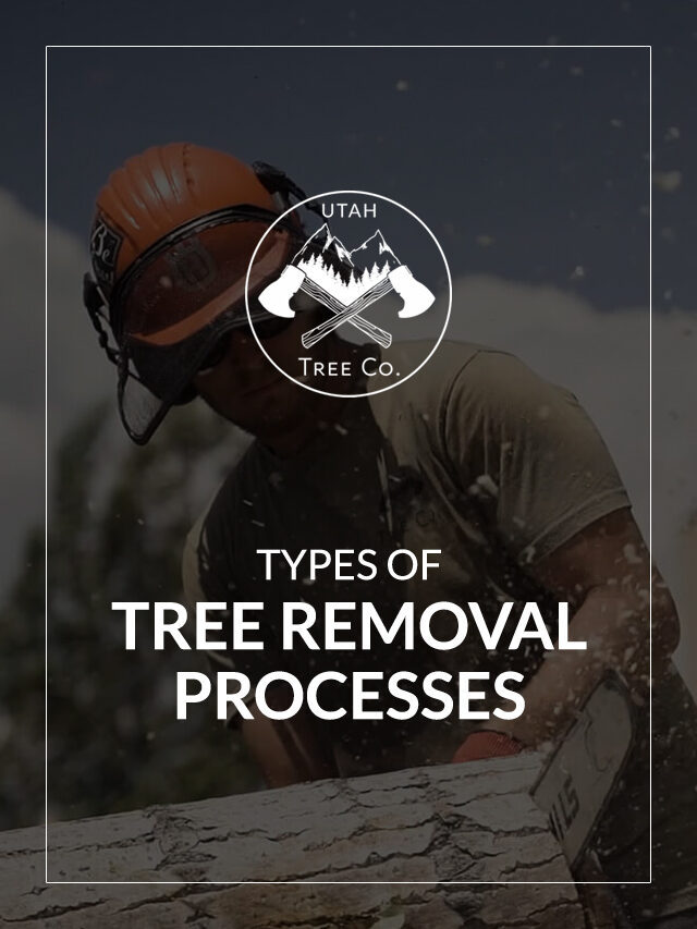 Different Types of Tree Removal Processes