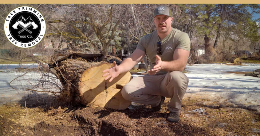 stump removal