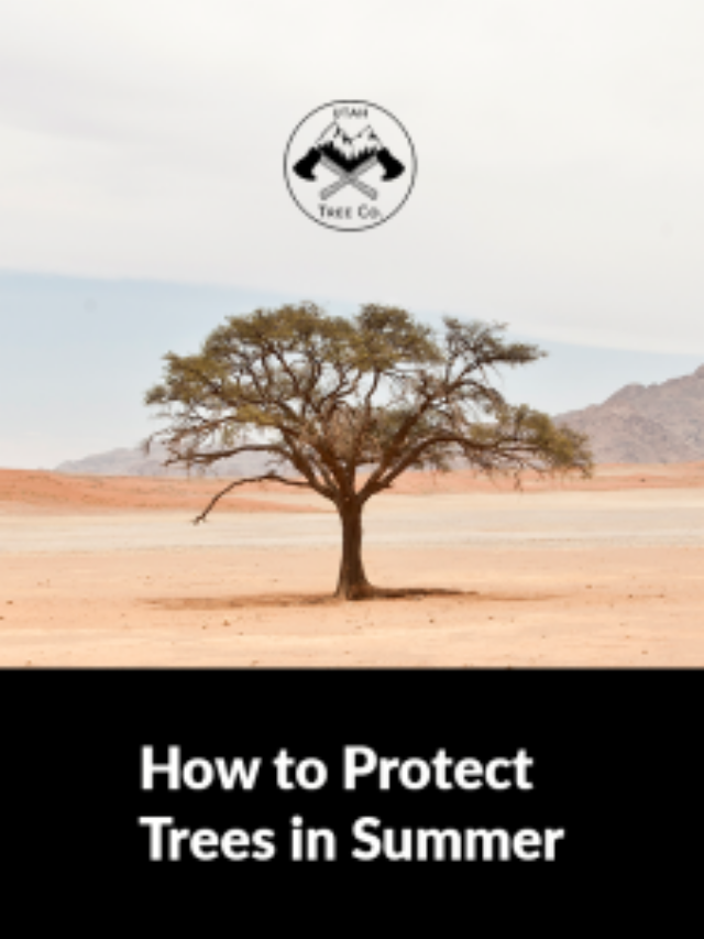 How to protect Trees in Summer - Cover Image_thumb