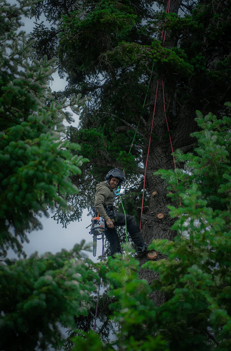 commercial tree removal