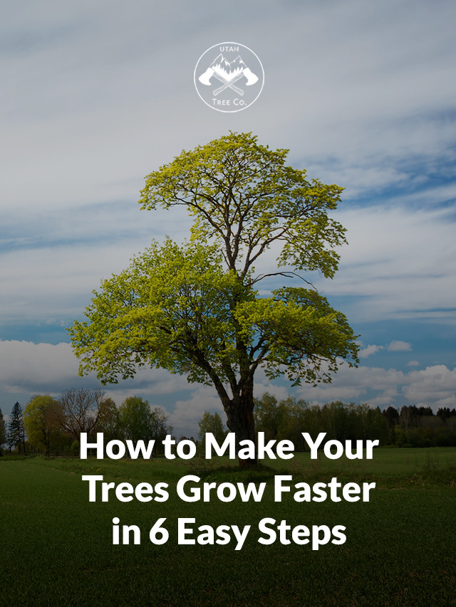How to make tree grow faster - cover image