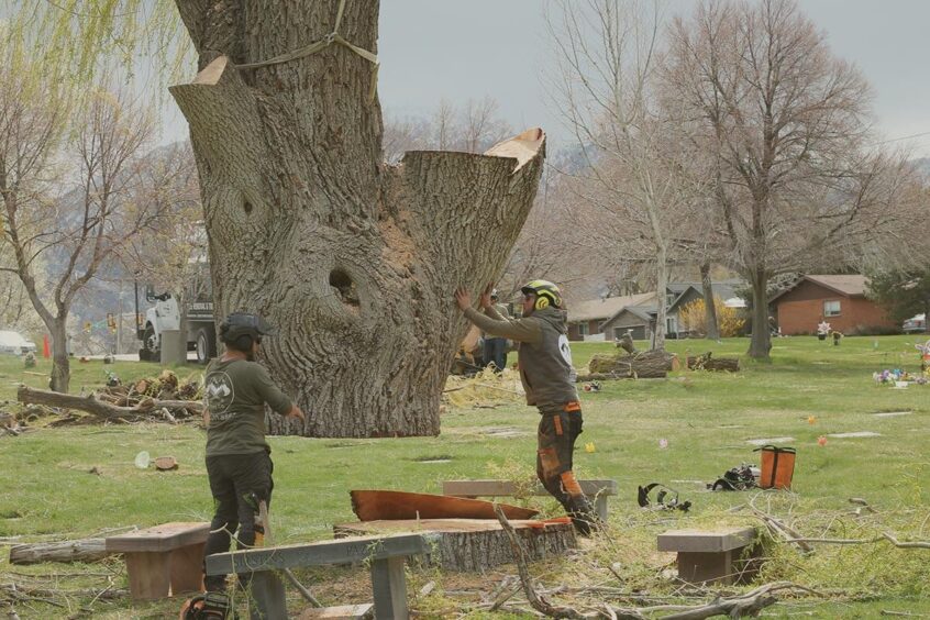 big tree removal using crane