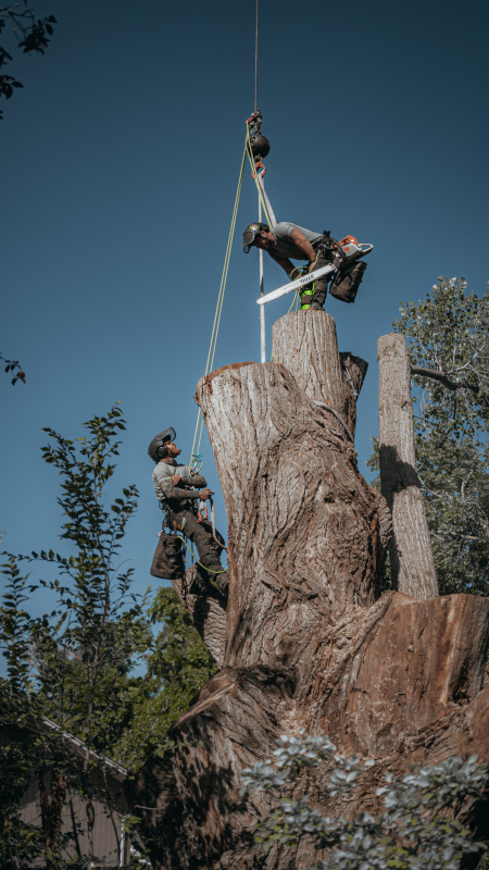  Tree Stump Removal Specialist
