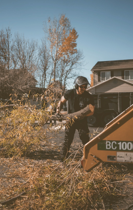 Tree Removal Specialist Utah
