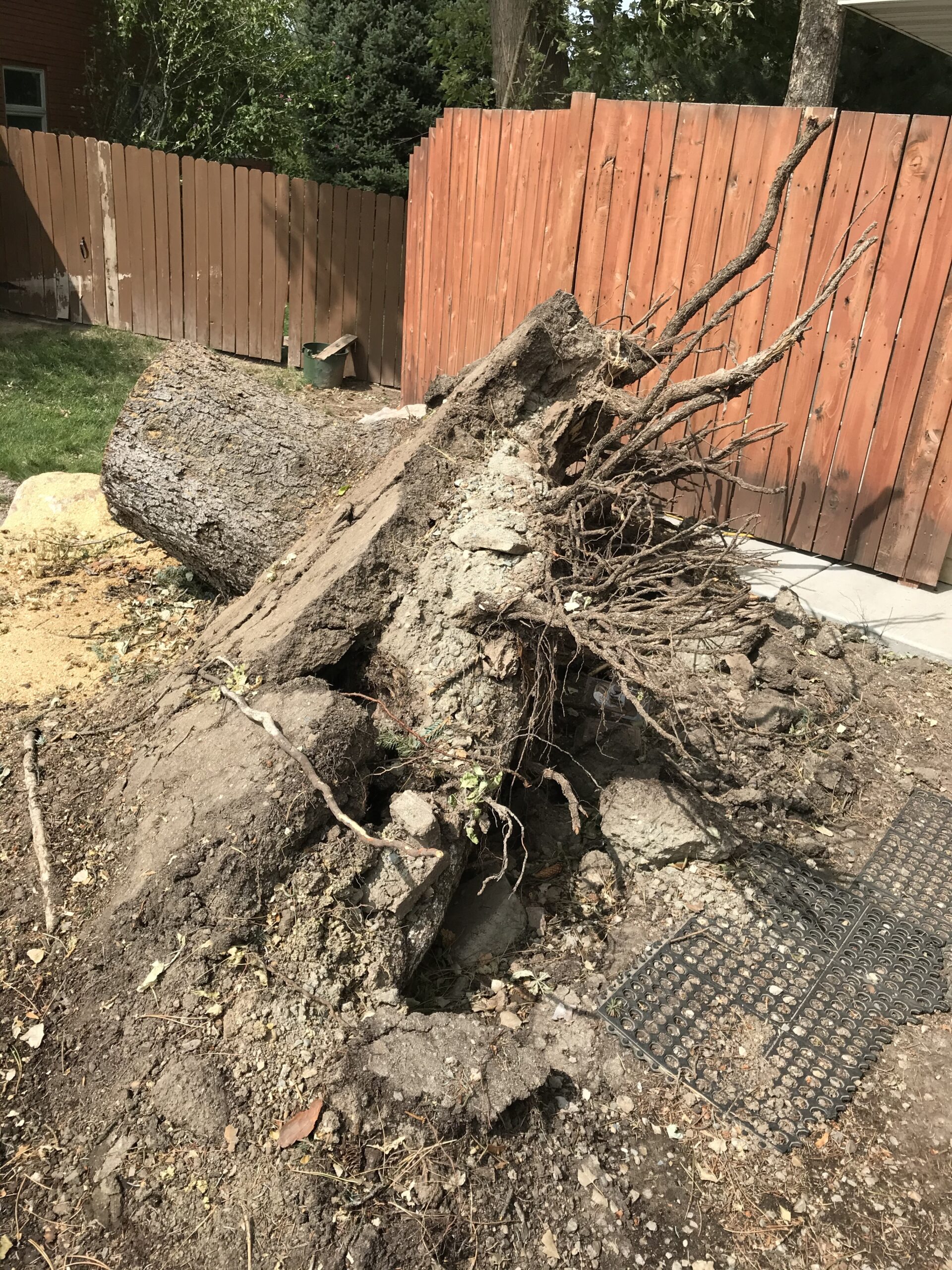 Featured image for “Affordable Holladay Stump Removal | Free Quote – Utah Tree Co.”