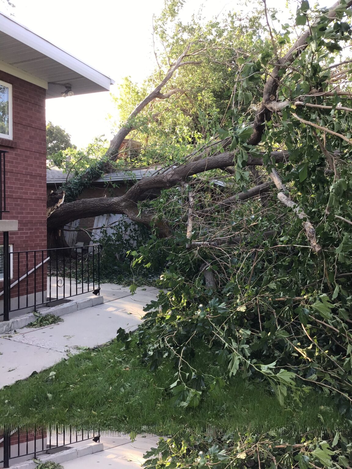 Affordable Tree Removal in Salt Lake City | Utah Tree Co – Tree Co