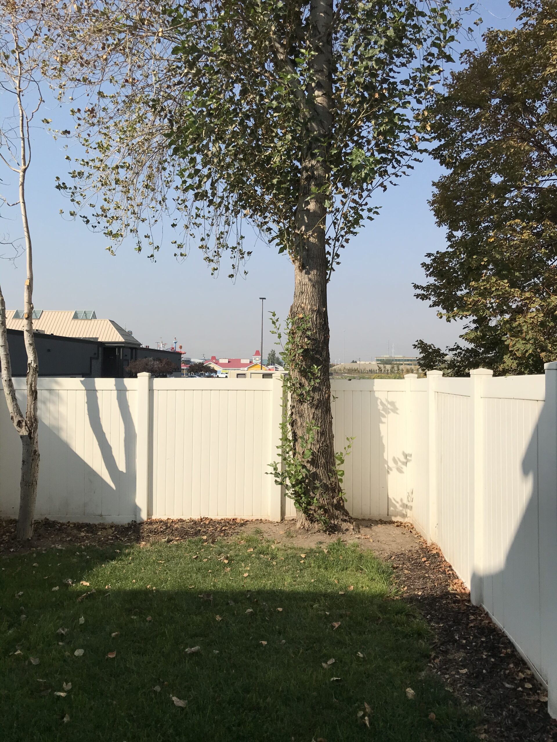 Featured image for “Affordable Tree Trimming & Removal in Draper, UT | Utah Tree Co.”
