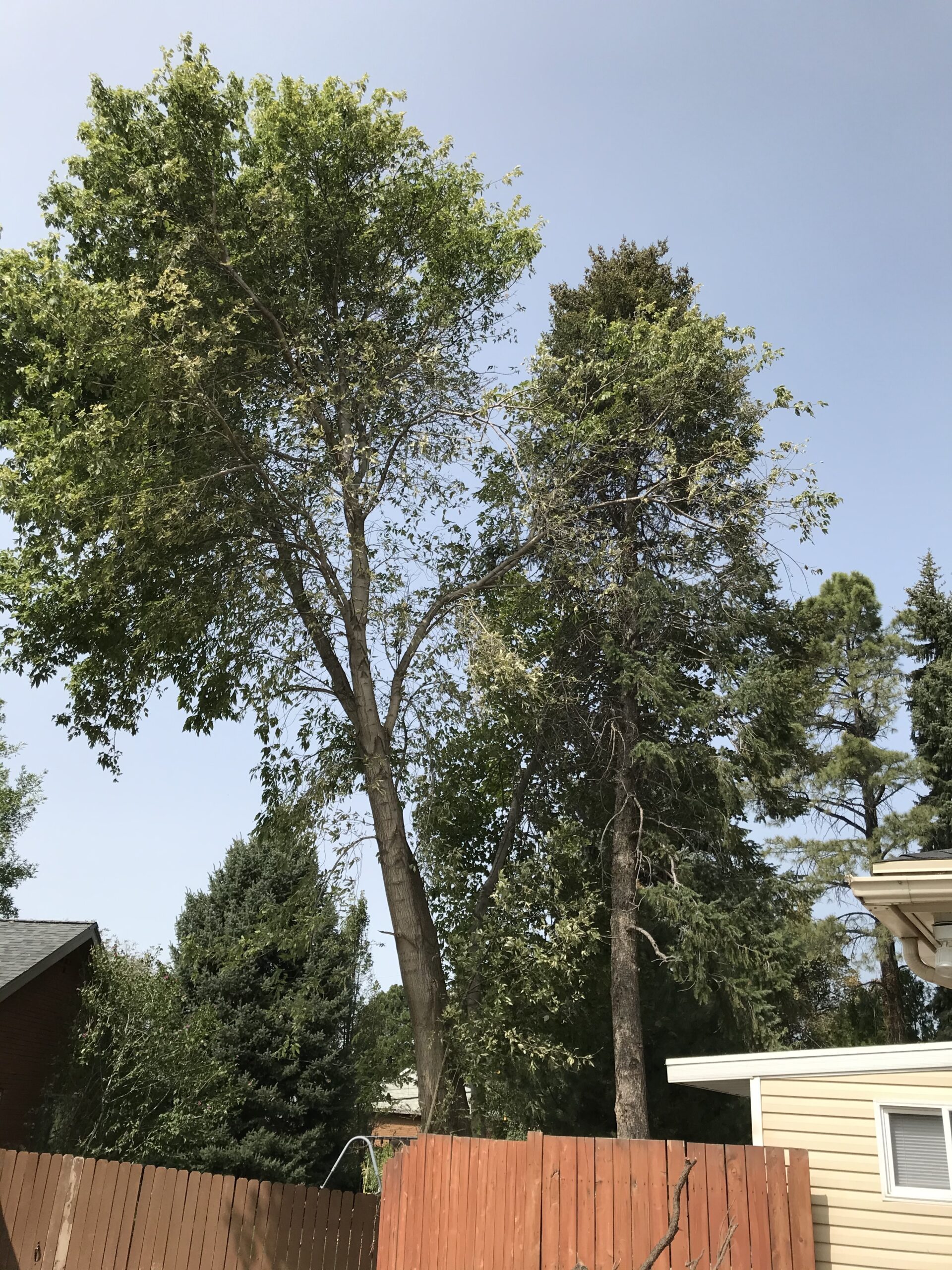 Featured image for “Bucket Truck Tree Removal & Trimming in Holladay, UT | Free Quote”