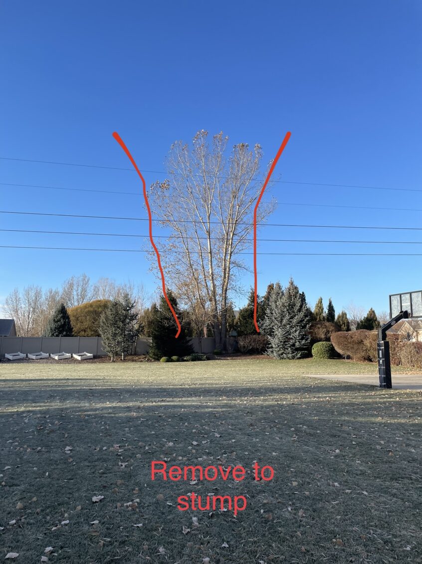 Affordable Alpine UT Tree Removal with Free Consults | Utah Tree Co.
