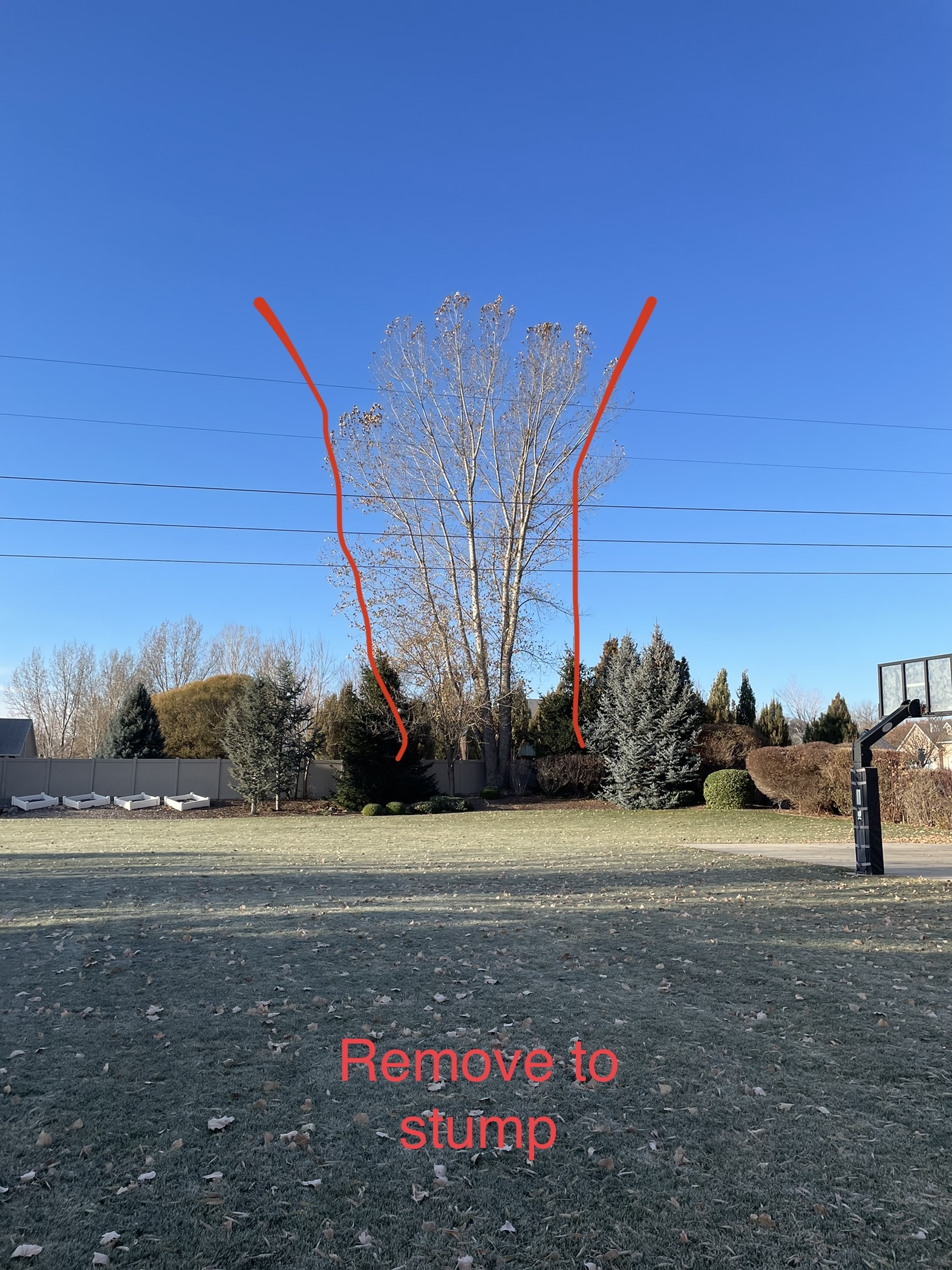 Featured image for “Affordable Alpine UT Tree Removal with Free Consults | Utah Tree Co.”