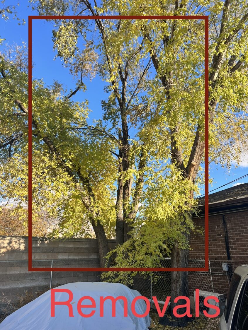 Affordable Orem Tree Removal: Free Quote & Warranty | Utah Tree Co.