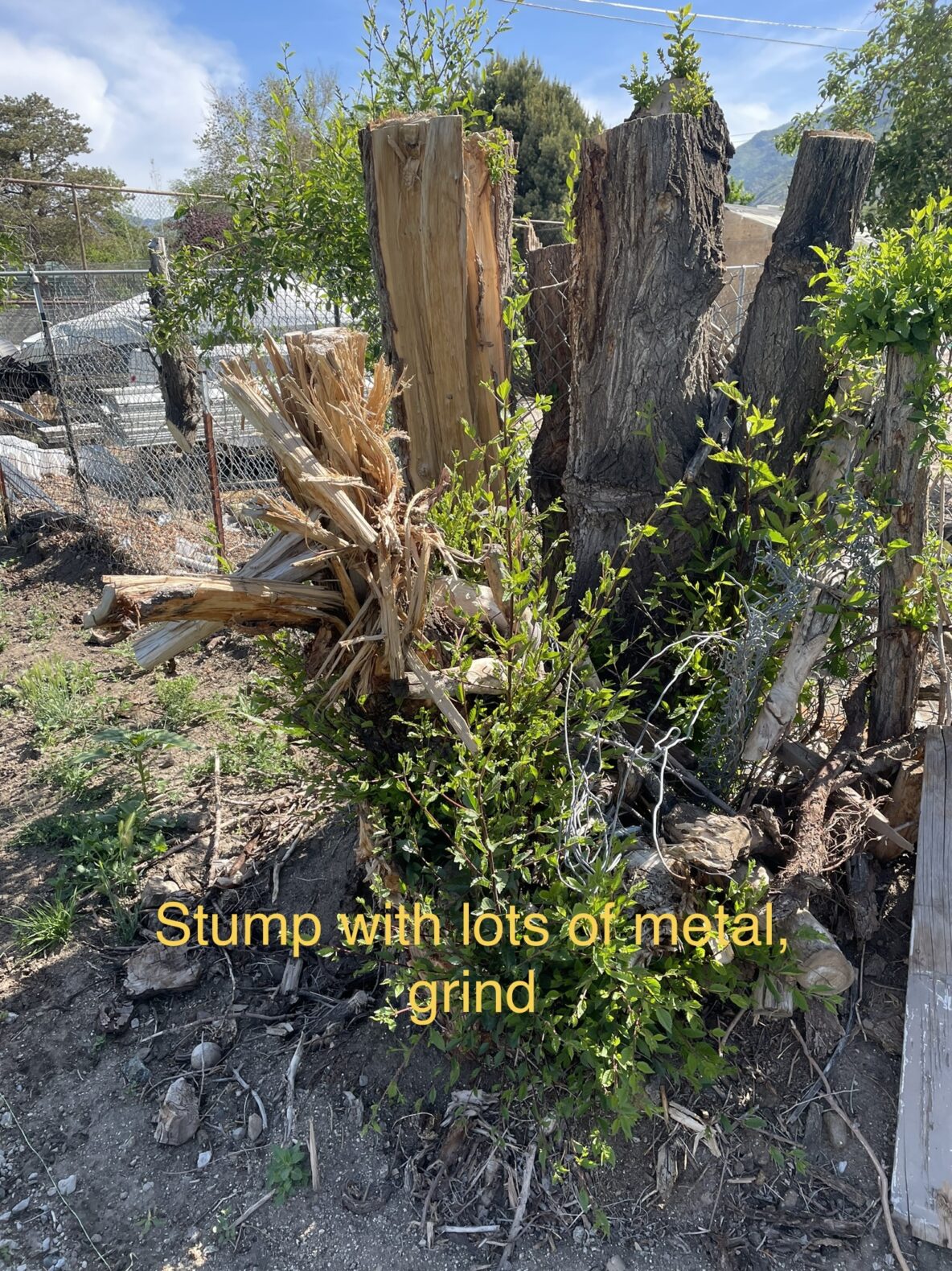 Affordable Draper Tree Removal & Stump Grinding by Utah Tree Co. – Tree Co