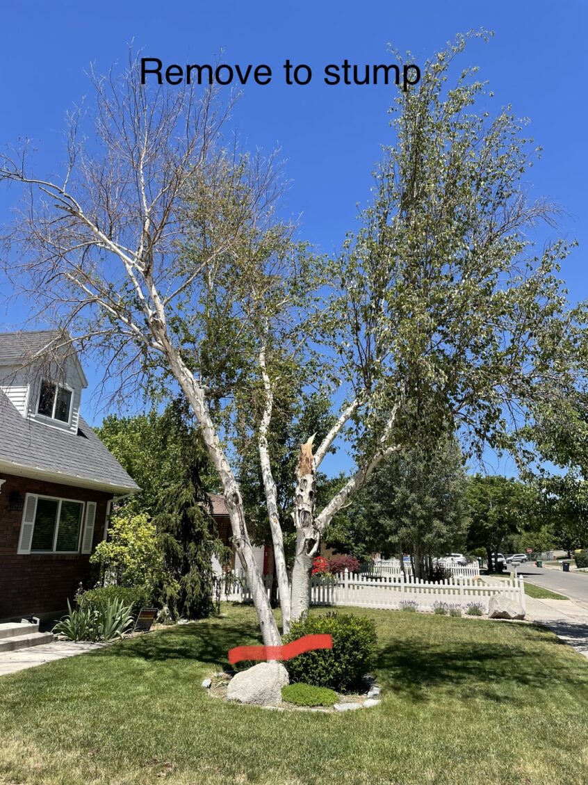 Affordable Sandy, UT Tree & Stump Removal | Free Quote & Warranty