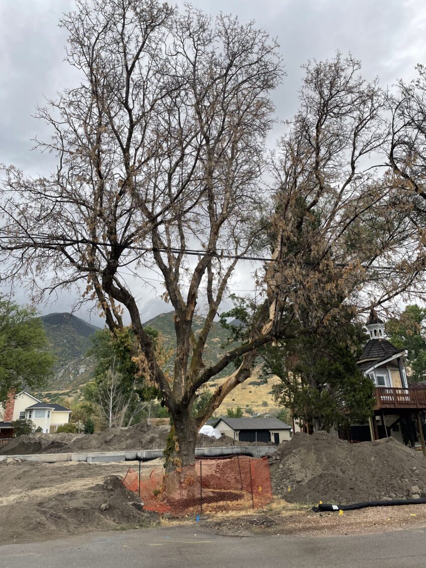 Affordable Tree & Stump Removal in Draper, UT – Free Quote!