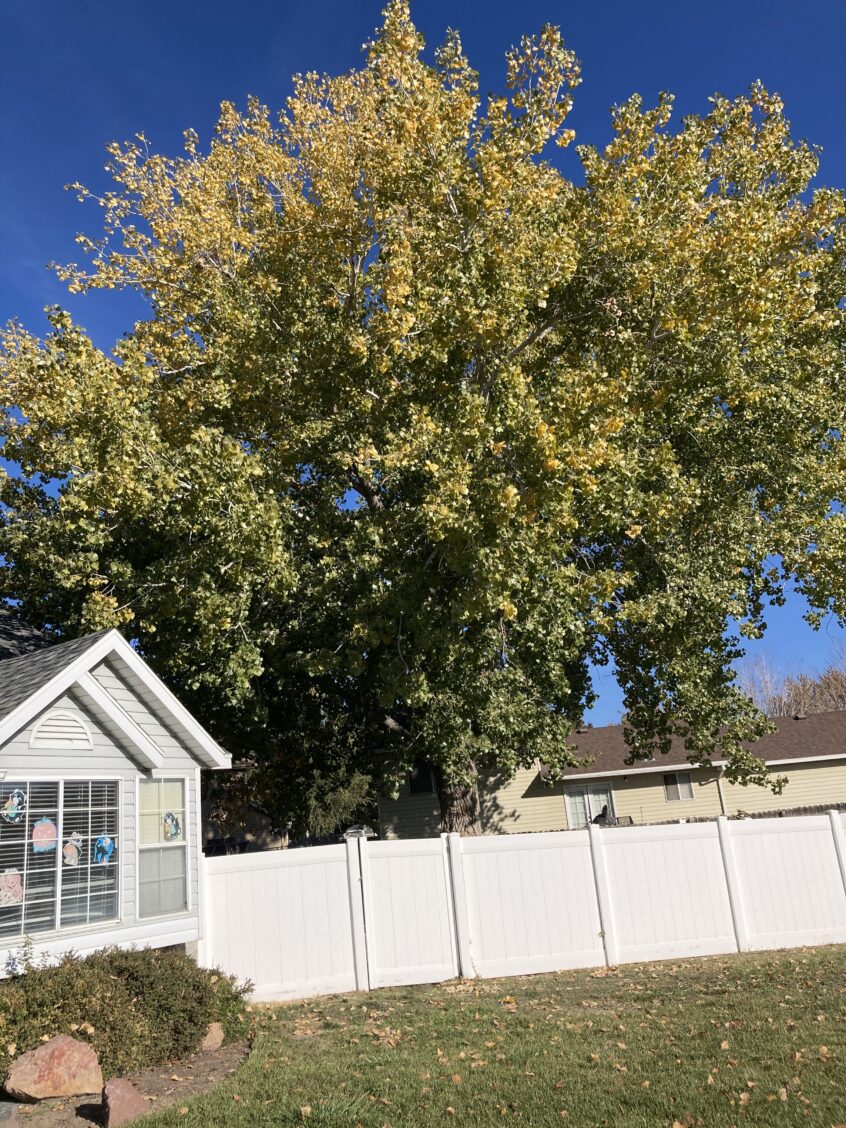 Affordable Utah Tree Co.: Expert Trimming in West Jordan