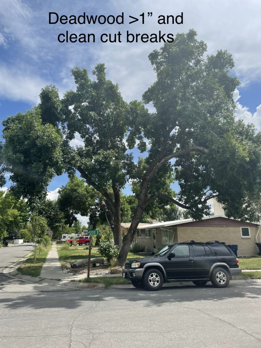 Affordable Millcreek Tree Trimming & Removal by Utah Tree Co.