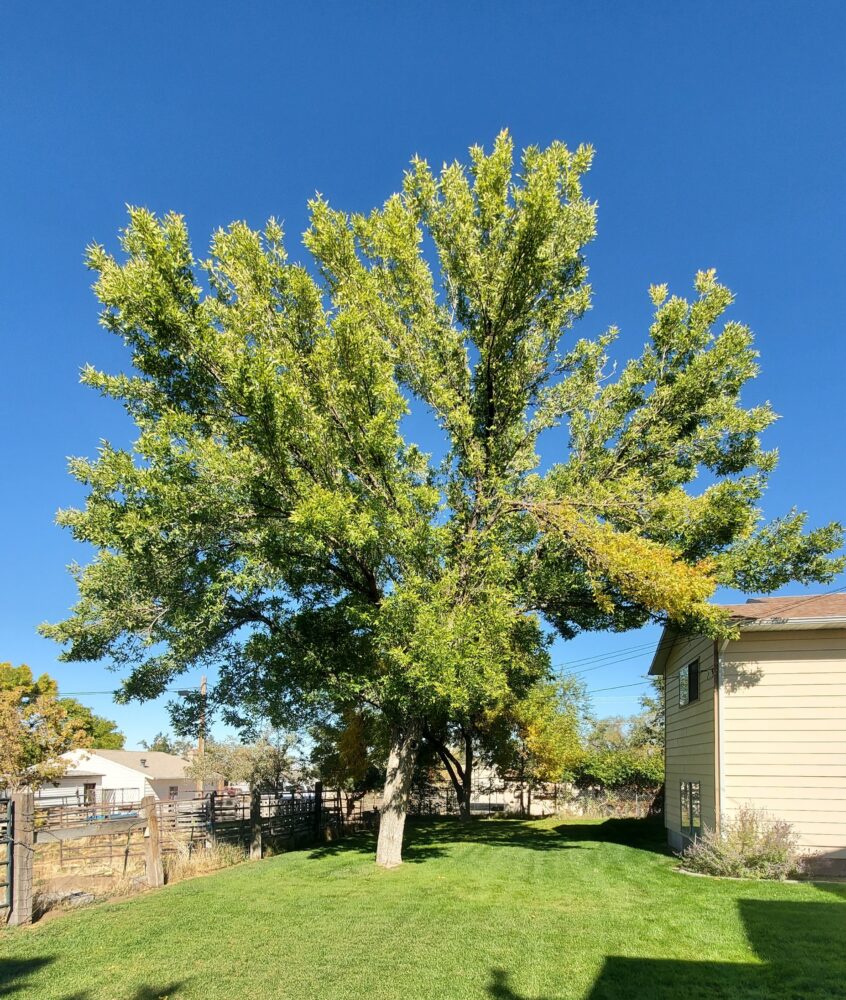 Affordable Tooele Tree Services & Removals by Utah Tree Co.