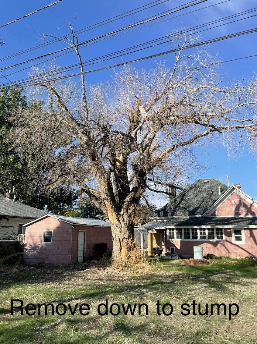 Affordable Tree Services in Provo: Free Quote & Warranty!