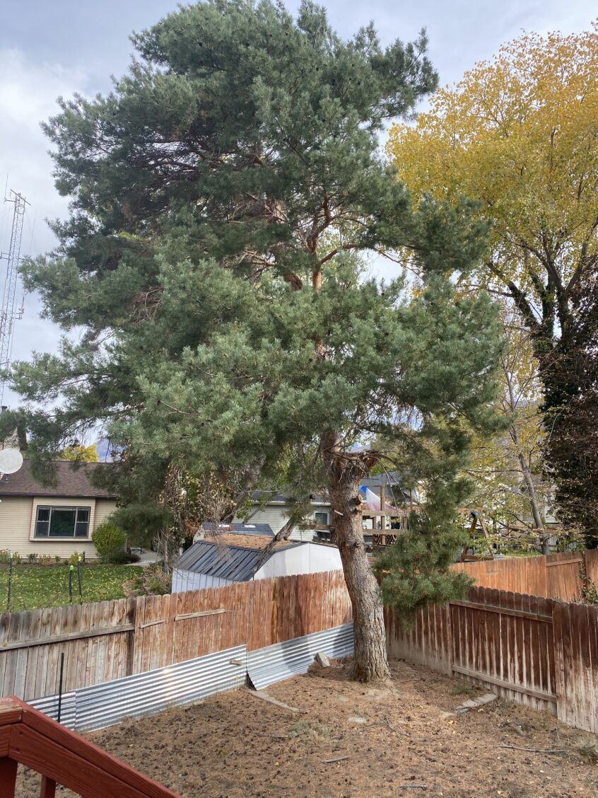 Affordable Tree & Stump Removal in Sandy, UT – Free Quote!