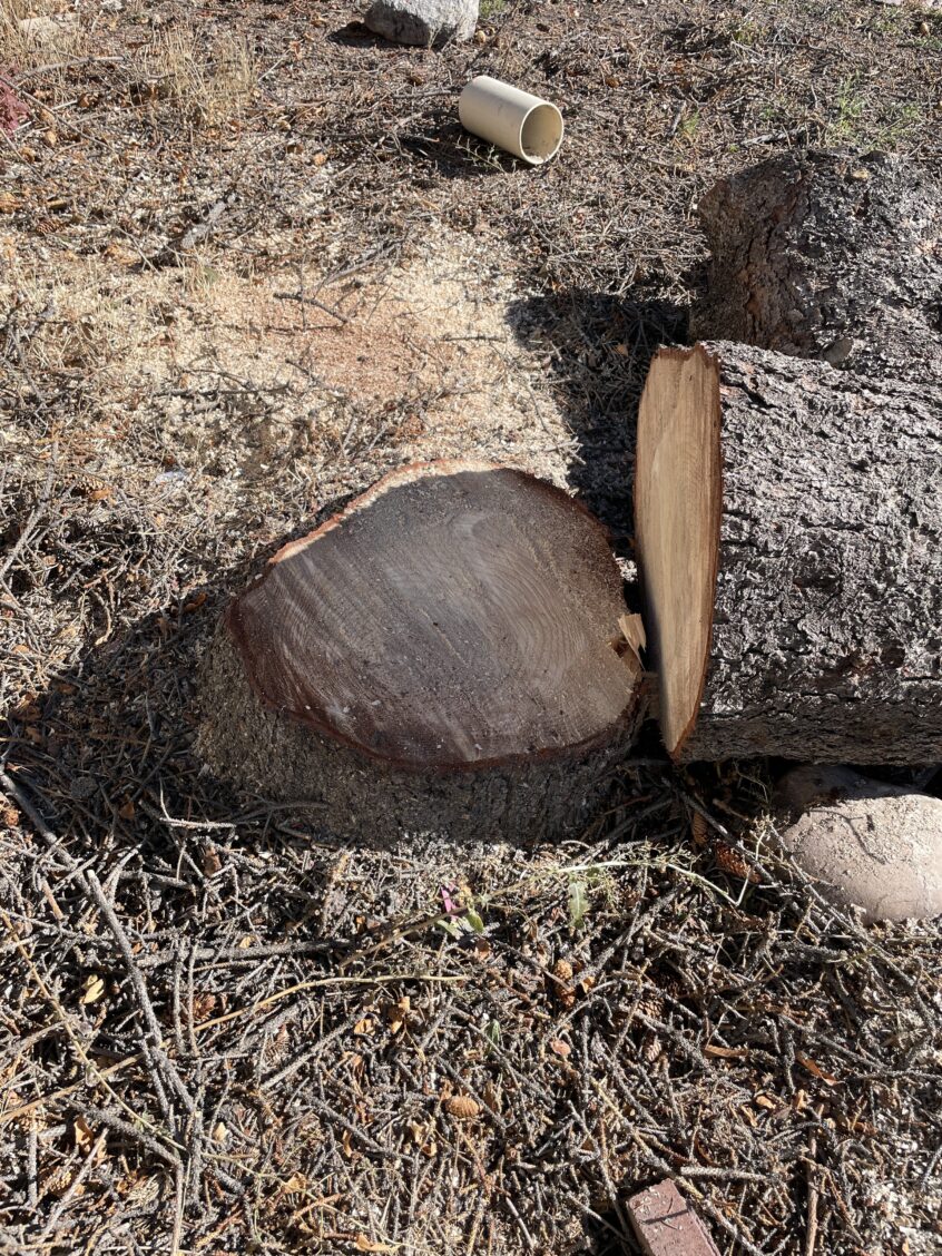 Affordable Tree & Stump Removal in West Jordan – Free Quote!