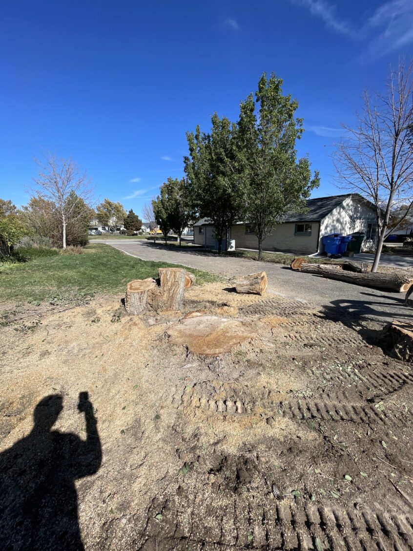 Affordable Elm Removal in Riverton, UT – Free Quote & Warranty!