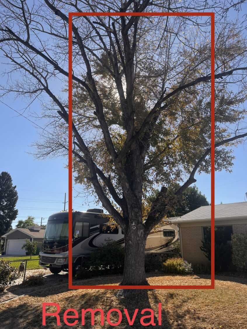 Sandy, UT Tree Services – Free Quotes & Warranty!