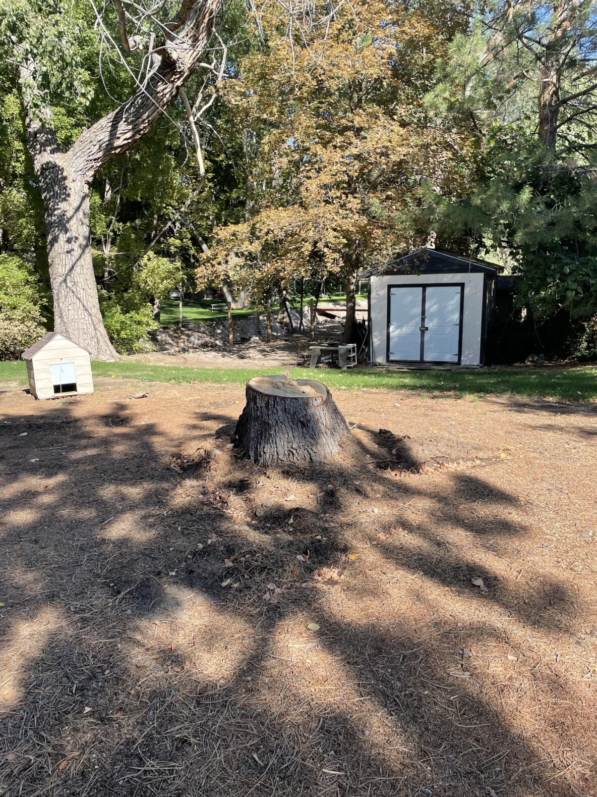Stump Grinding in Draper, UT | Free Quote & Warranty! – Tree Co
