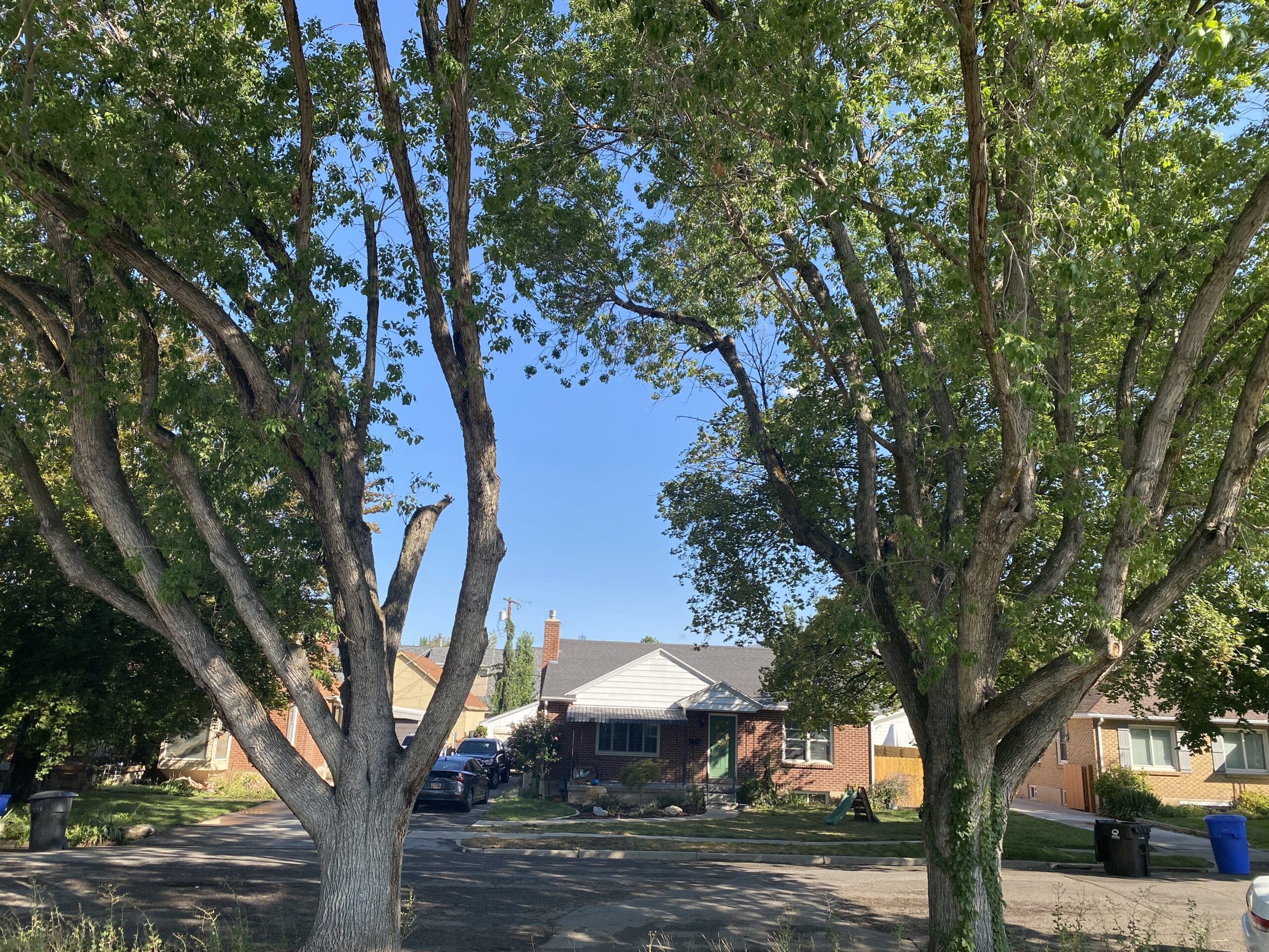 Featured image for “Millcreek Tree Trimming & Free Quotes | Utah Tree Co.”