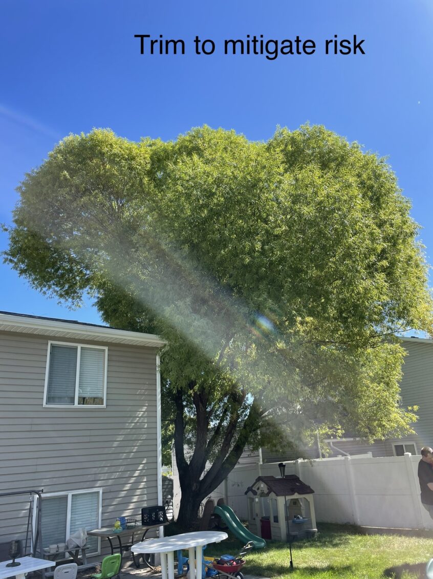 Transforming Outdoor Spaces: Tree Trimming and Care in West Jordan, Utah